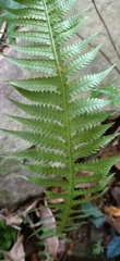 Phegopteris decursive-pinnata