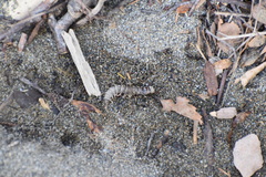 Archichauliodes diversus