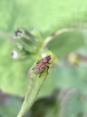 Anthomyia punctipennis