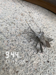 Acanthocephala alata