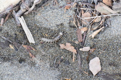 Archichauliodes diversus