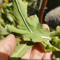 Roldana heracleifolia