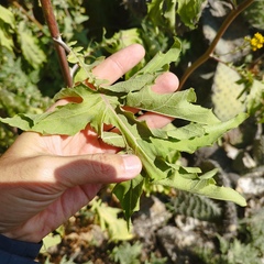 Roldana heracleifolia