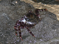 Grapsus adscensionis