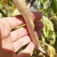 Roldana heracleifolia