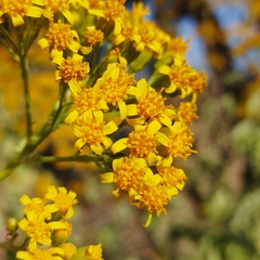 Roldana heracleifolia