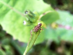 Anthomyia punctipennis