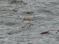 Charadrius ruficapillus