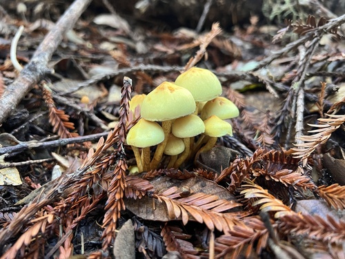 Puokštinė kelmabudė nuotrauka