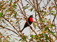 Chalcomitra senegalensis