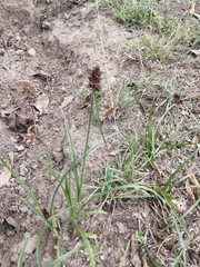 Cyperus congestus