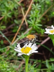 Pterallastes thoracicus