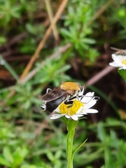 Pterallastes thoracicus