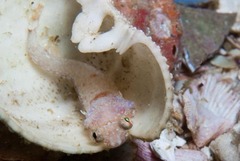 Apletodon pellegrini