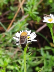 Pterallastes thoracicus