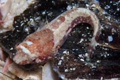 Apletodon pellegrini