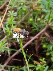 Pterallastes thoracicus