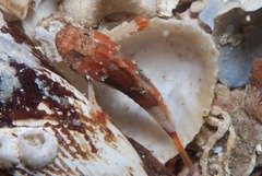 Coccotropsis gymnoderma
