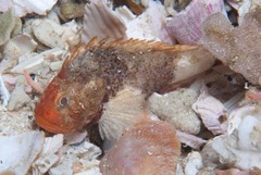 Coccotropsis gymnoderma