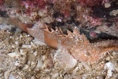 Coccotropsis gymnoderma