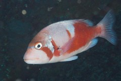 Chrysoblephus laticeps