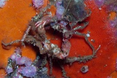 Achaeopsis spinulosa