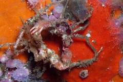 Achaeopsis spinulosa