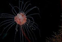Tubulariidae
