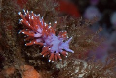 Paraflabellina funeka