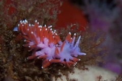 Paraflabellina funeka