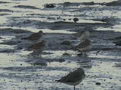 Calidris tenuirostris