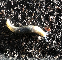 Limacus