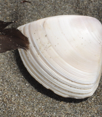 Crassula aequilatera