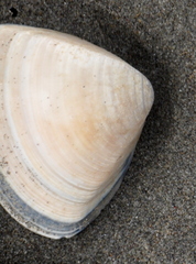 Crassula aequilatera