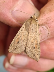 Mythimna convecta