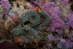 Thylacodes natalensis