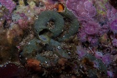 Thylacodes natalensis