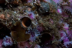 Thylacodes natalensis