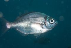 Boopsoidea inornata