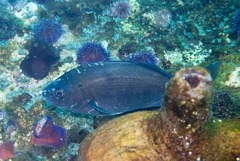 Pachymetopon blochii