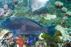 Pachymetopon blochii