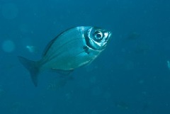 Boopsoidea inornata