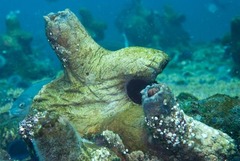 Pyura stolonifera