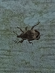 Conotrachelus seniculus