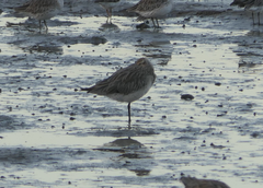 Limosa lapponica
