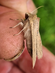 Mythimna convecta