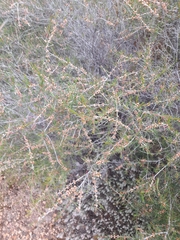 Hypocalymma angustifolium