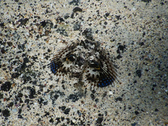 Dactyloptena orientalis