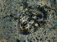 Dactyloptena orientalis