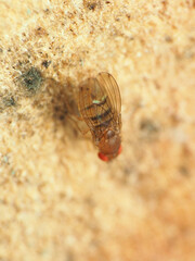 Drosophila tripunctata